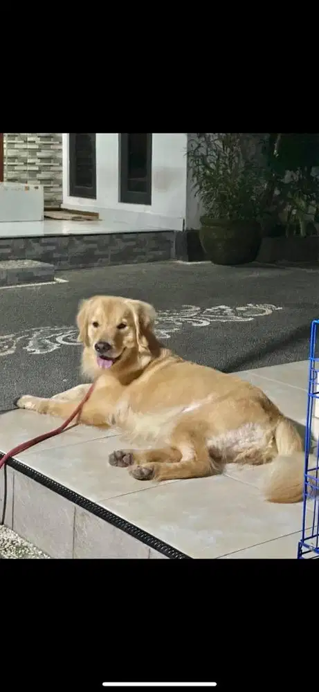 Golden retriever Female
