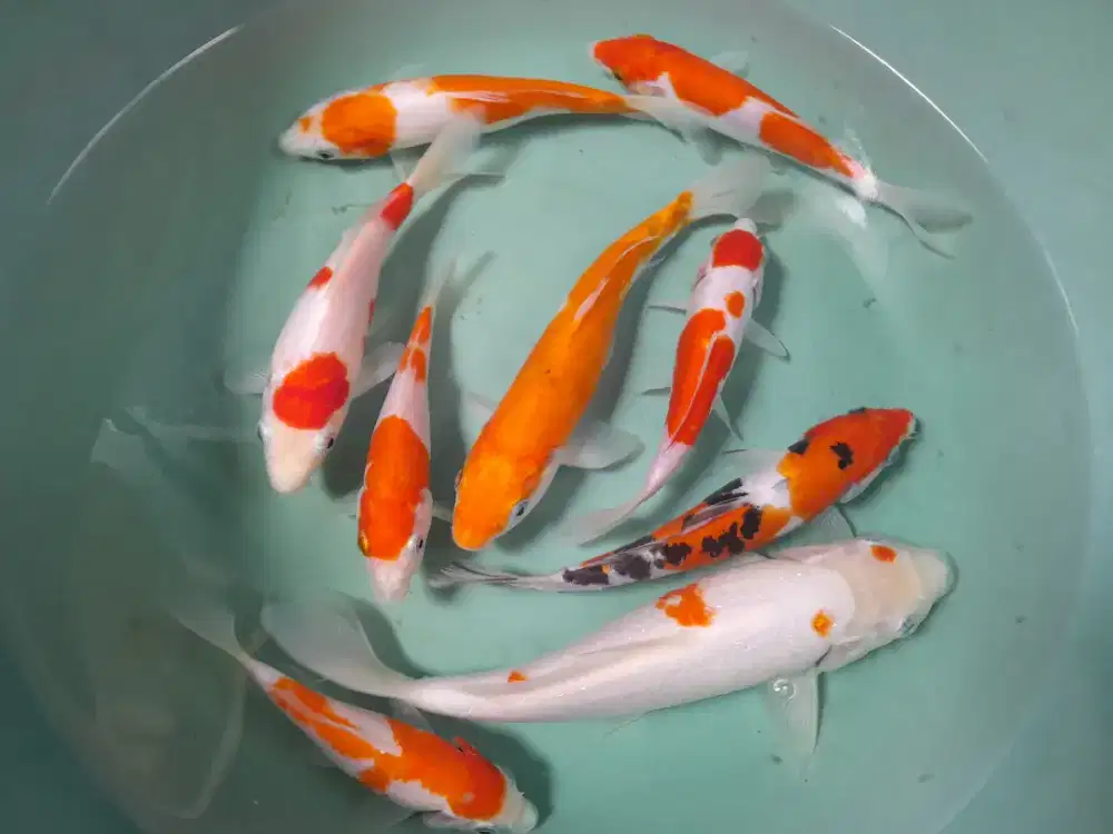 Ikan Koi Kohaku borongan