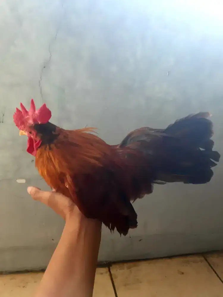 Ayam kate ceper
