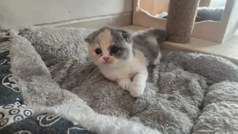 Open Adopt Calico Scottish Fold x BSH