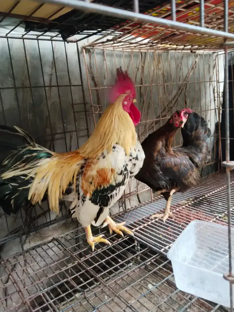 Ayam Kate (sepasang)