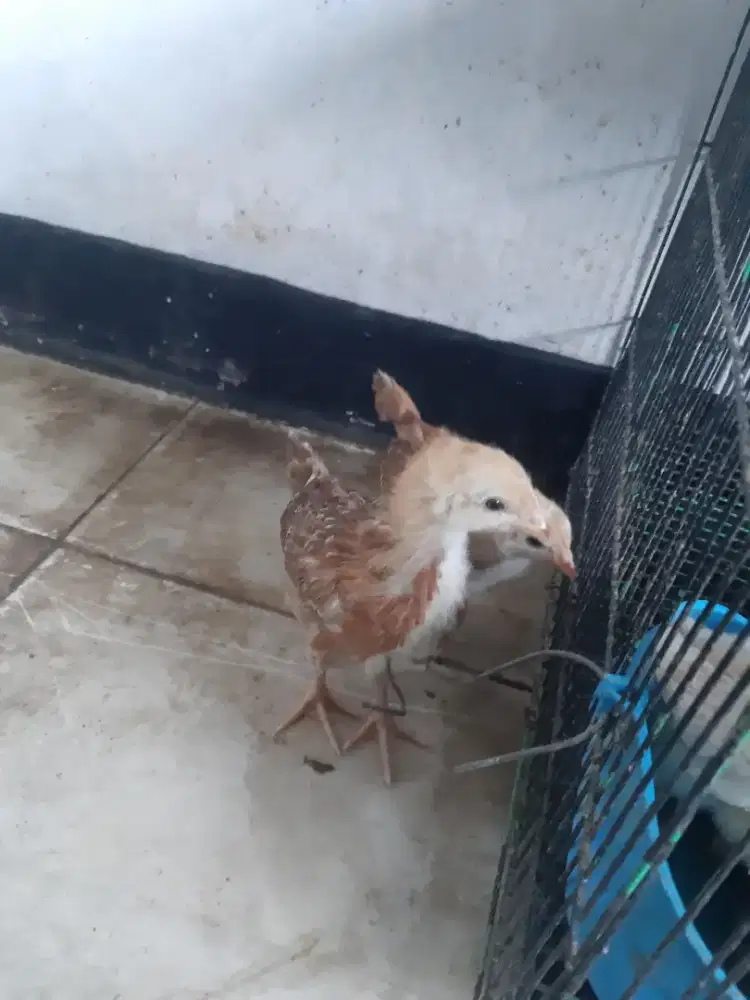 2 ekor anak ayam petelur elba
