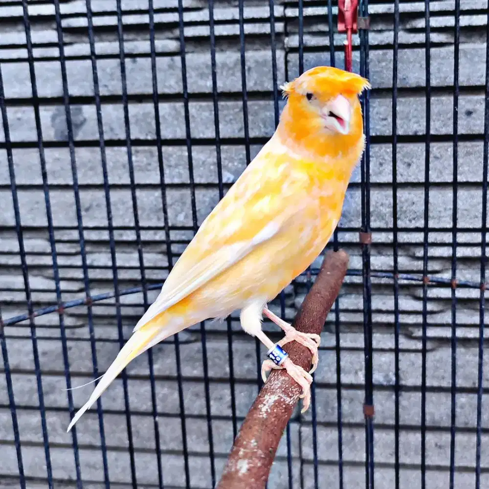 Kenari AF Jambul/Gloster Sunkist - Jantan Gacor