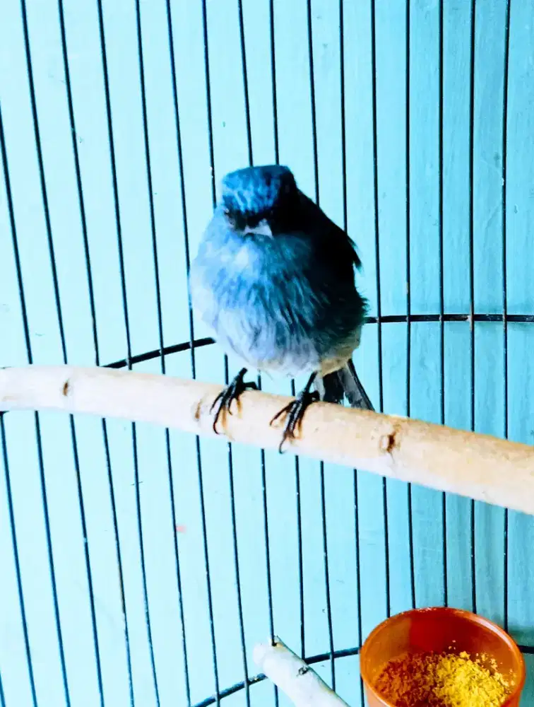 Anis biru jinak