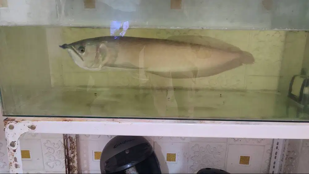Ikan Arwana Silver Red ukuran 50Cm+