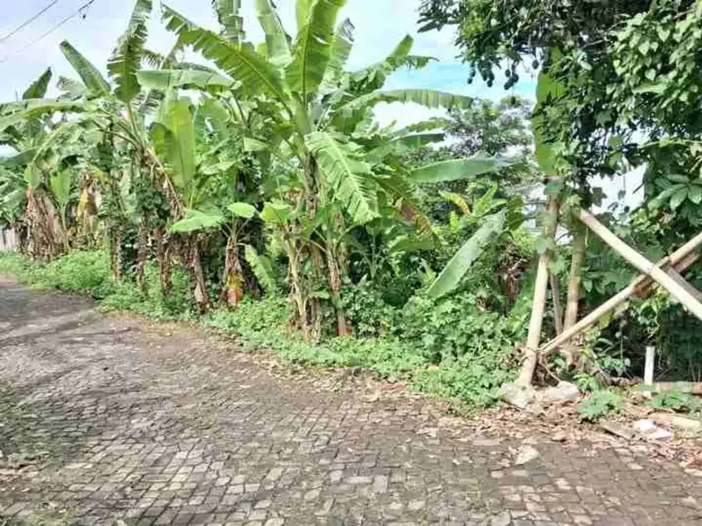 Tanah Tembalang Mulawarman Undip
