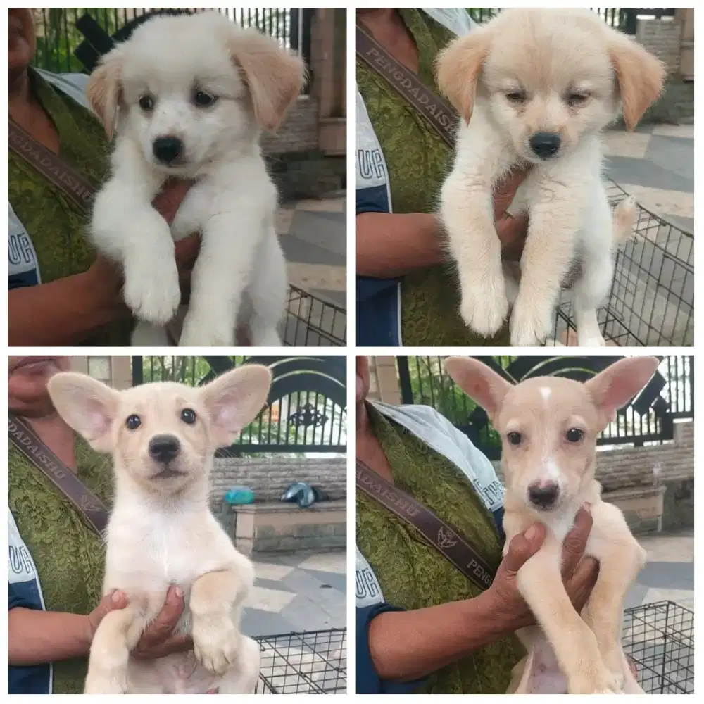 Ras besar jantan mix bred