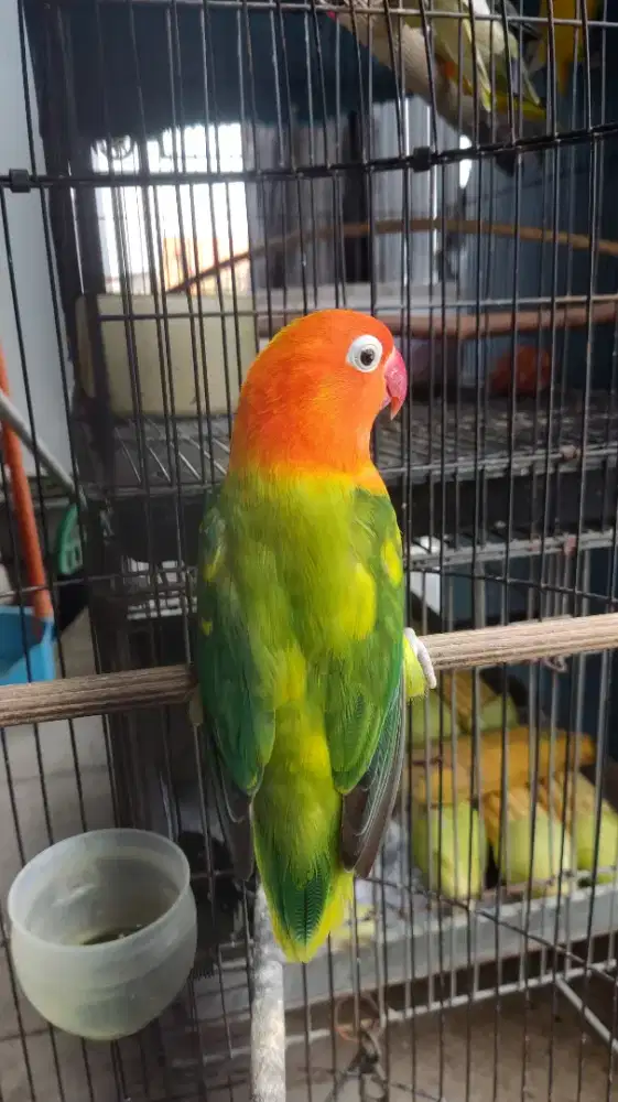 Labet/Lovebird Biola