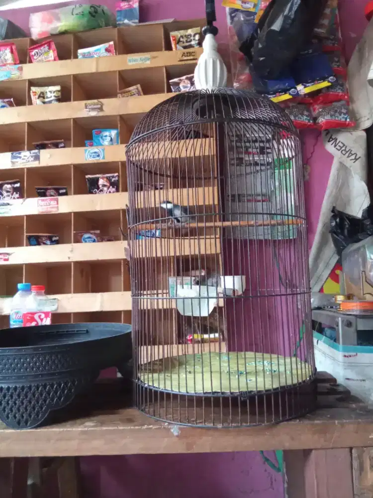 Burung gelatik Batu ex masteran