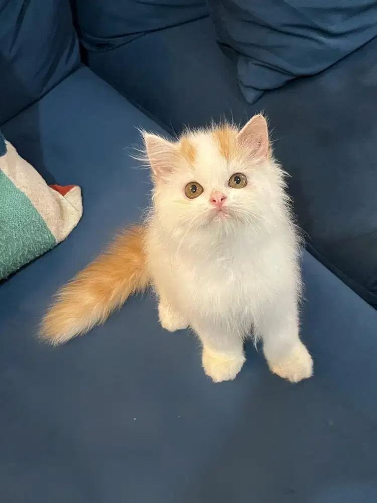 Flatnose jantan 2,5bulan