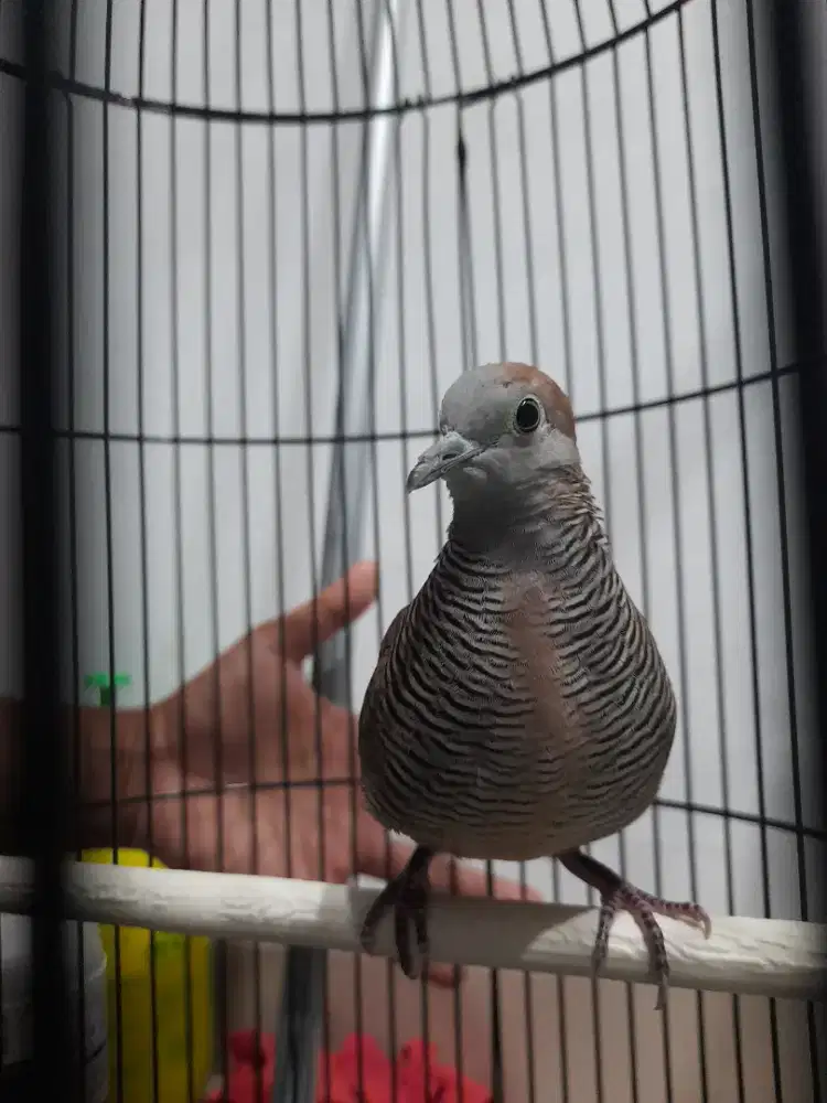 Perkutut Lokal Alam Pendaringan Kebak Kalung Tempuk