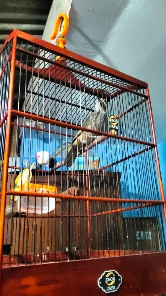 Cucak Rowo jantan dna mapan