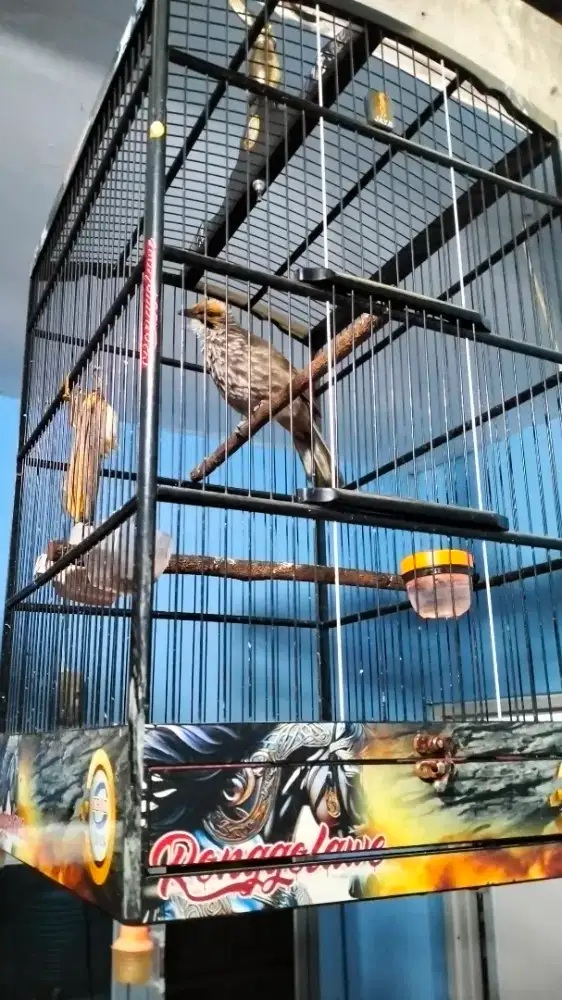 Cucak Rowo betina mapan
