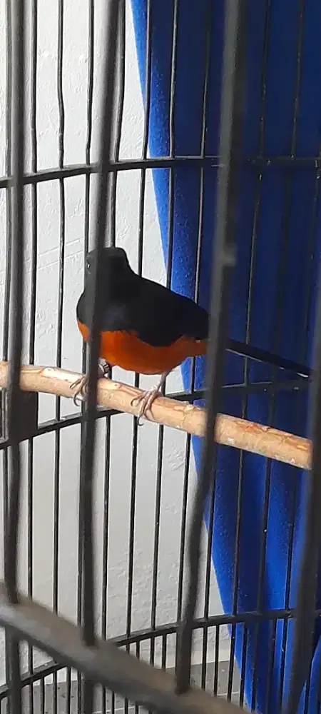 Murai Hutan Bulu Baru