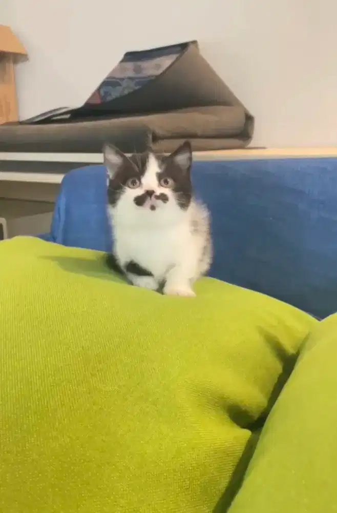 BSH Munchkin bicolor black betina