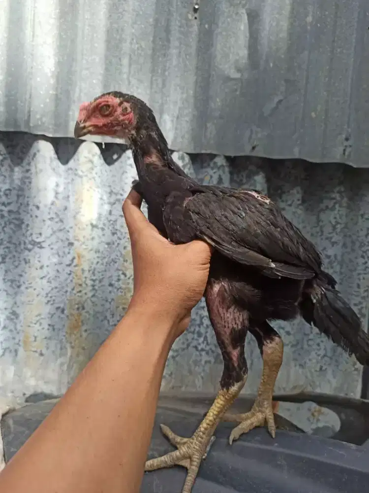 Ayam aseel mangon bangkok