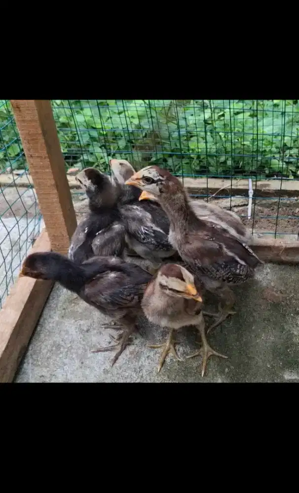 Anak ayam jual borongan