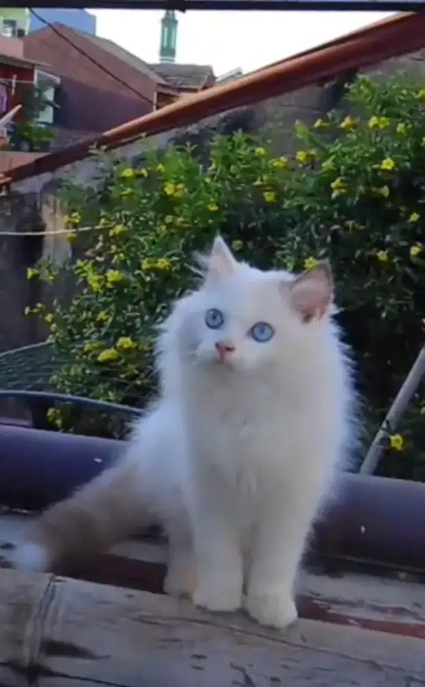 Kucing Kitten Ragdoll jantan ganteng mata biru