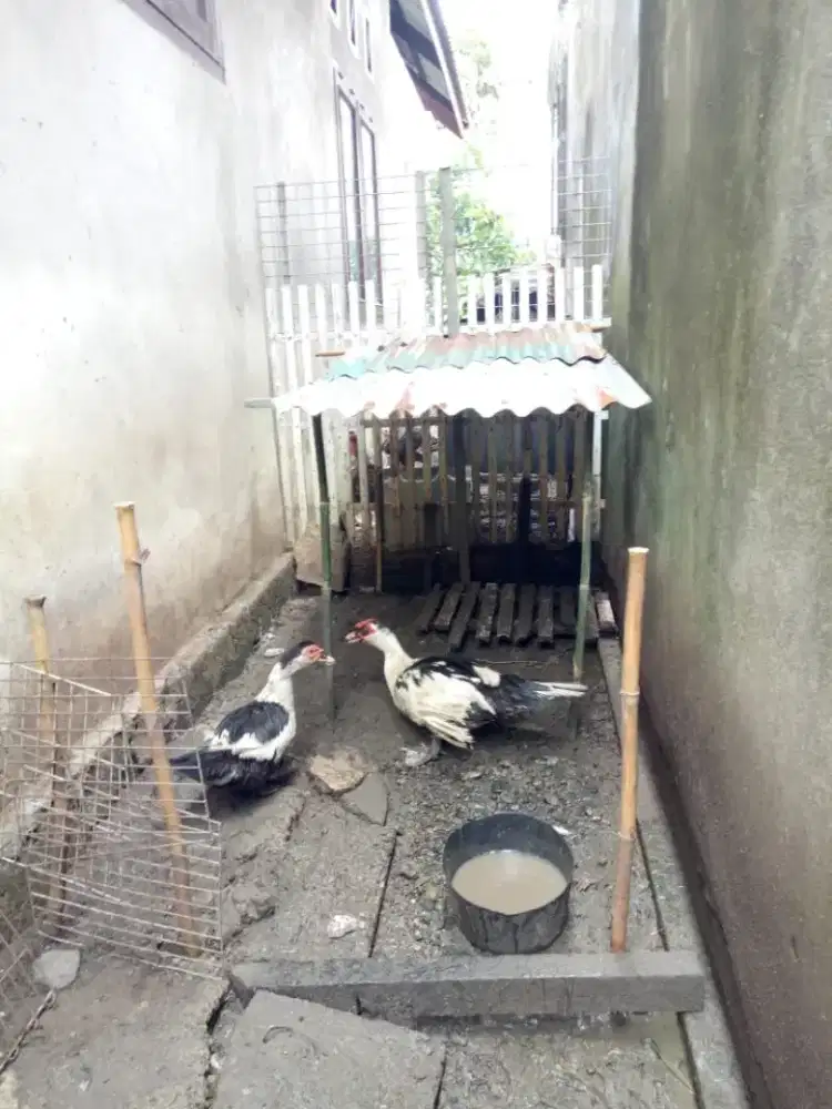 Dijual cepat bebek seulati/entok (sepasang)