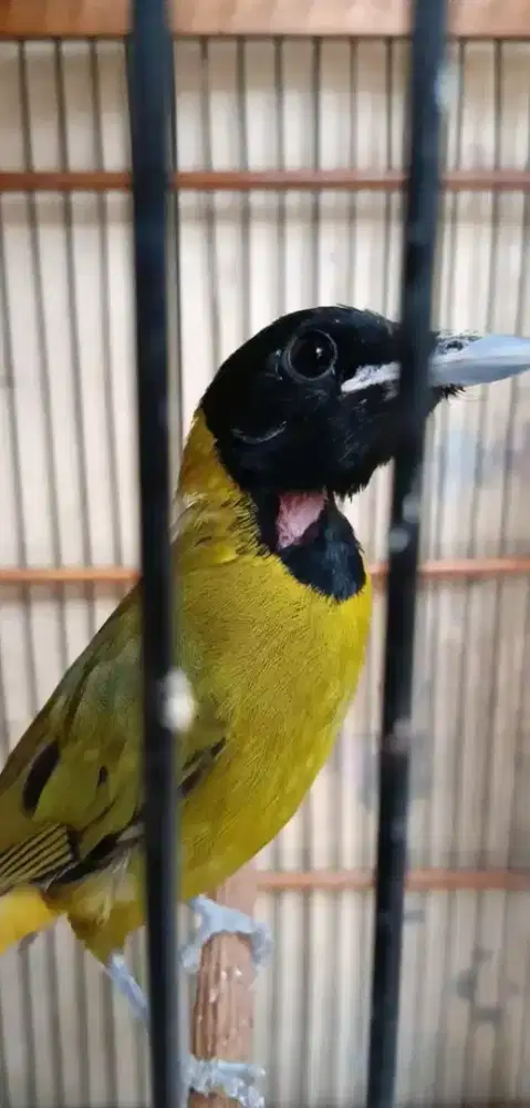 Samyong jantan burung 1001 suara gacor variasi