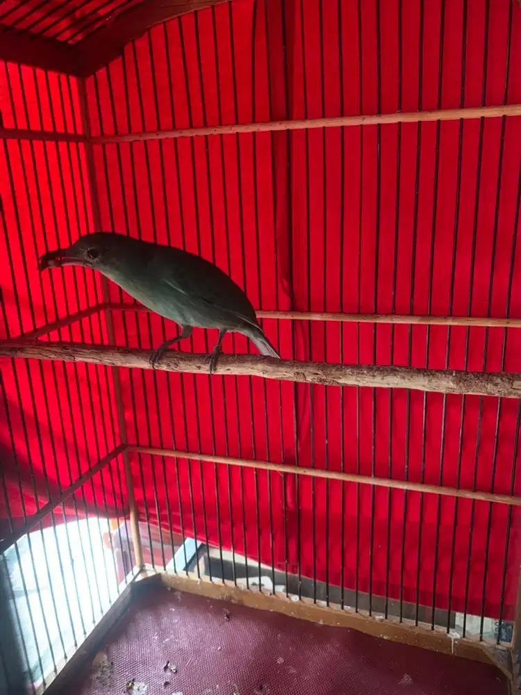 Burung pemakan pisang