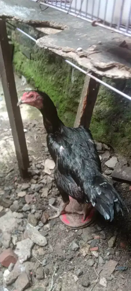 Jual cepat biang birma x bk jumbo