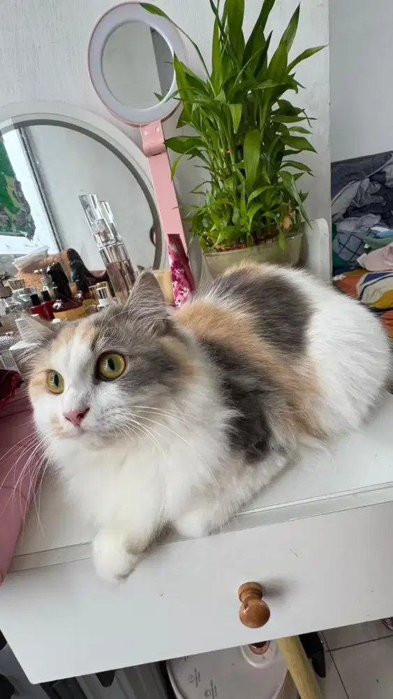 Persian mix, betina calico