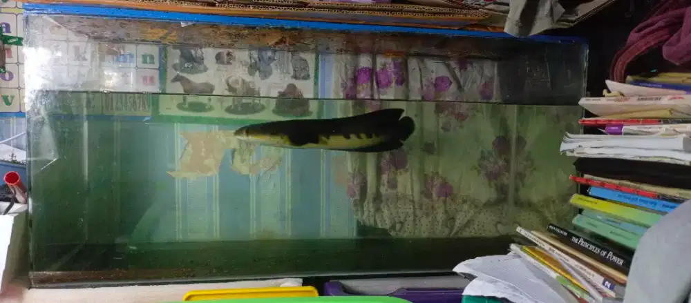 Jual aquarium plus ikan Channa maru