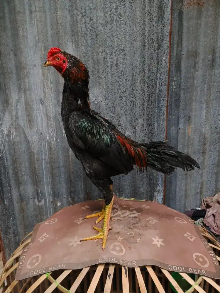Ayam pakhoy cucu black panzer