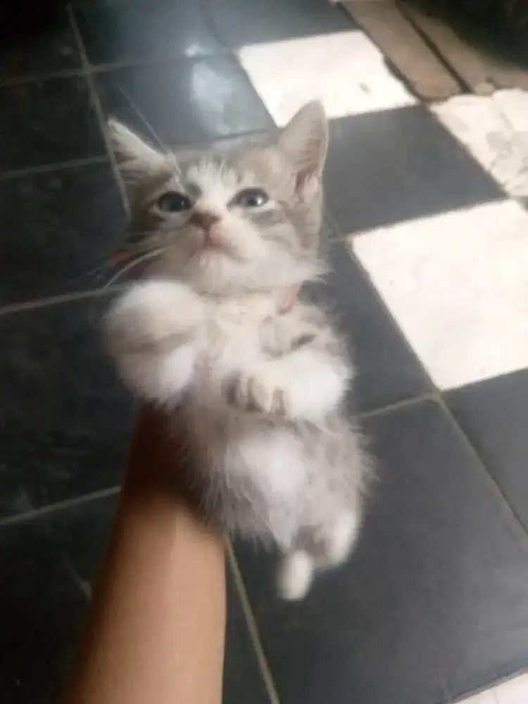 Kucing Persia usia 1,5bulan