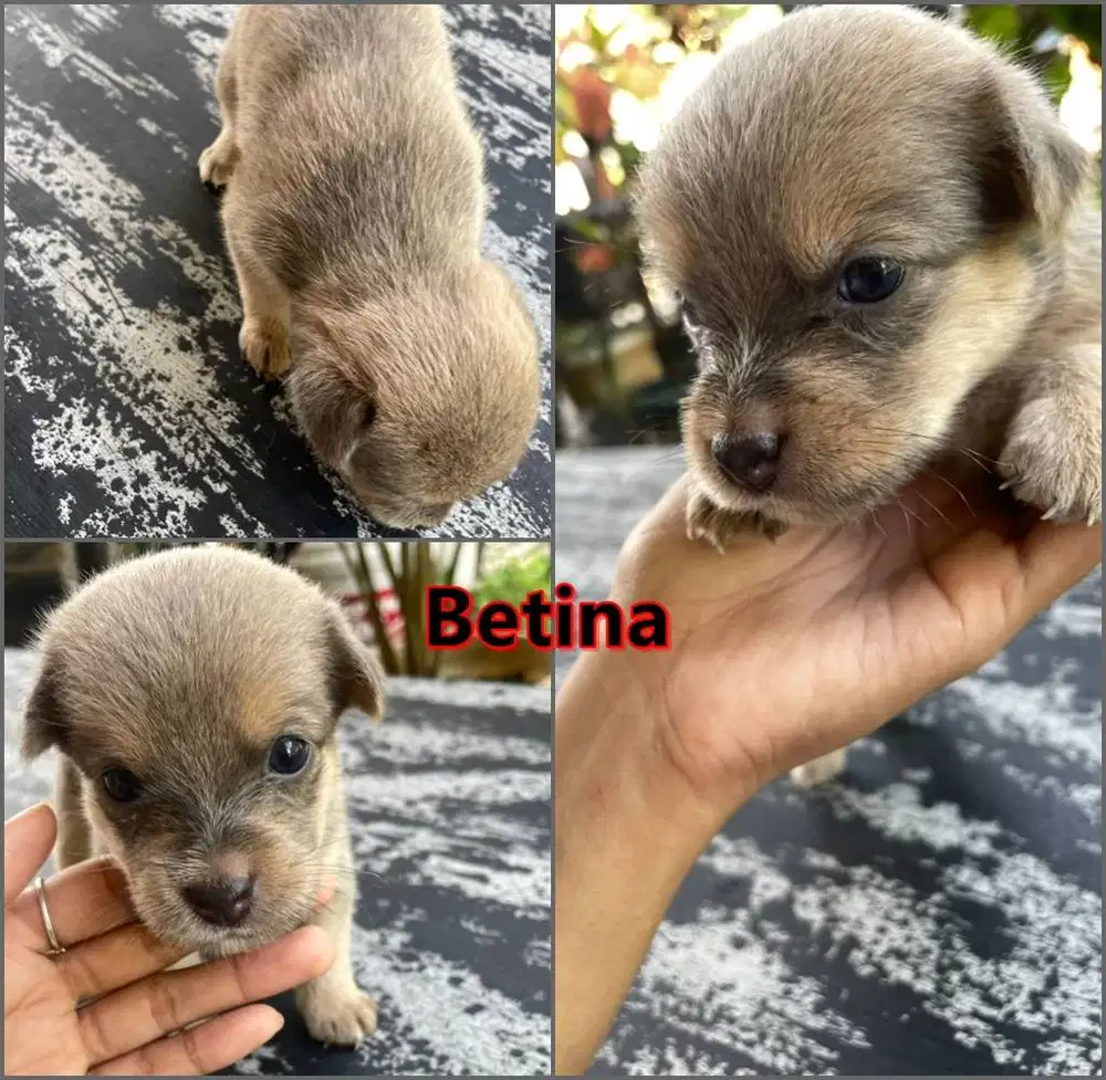 Anak Anjing Mix Maltese Umur 1 Bulan Kurang ( Baru bisa Lari )