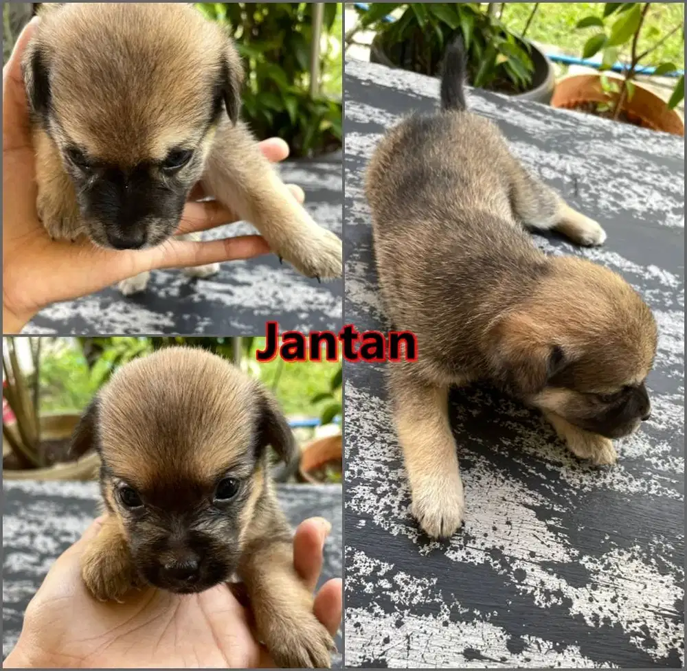 Anak Anjing Mix Maltese Umur 1 Bulan
