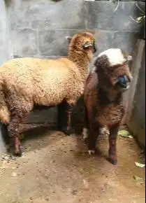 sepasang anakan domba merino belang motif p4nd4 exotik langka 4 bulan