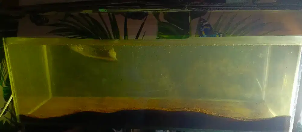 Aquarium dan ikan Channa asiatika
