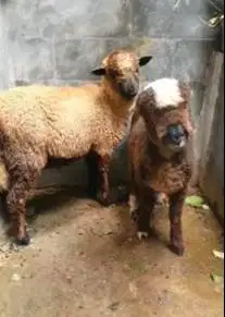 sepasang anakan domba merino 4 bulan motif p4nd4 belang hitam putih ok