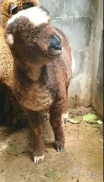 sepasang anakan domba merino 4 bulanan motif p4nd4 belang hitam putih