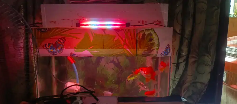 Ikan koki dan aquarium