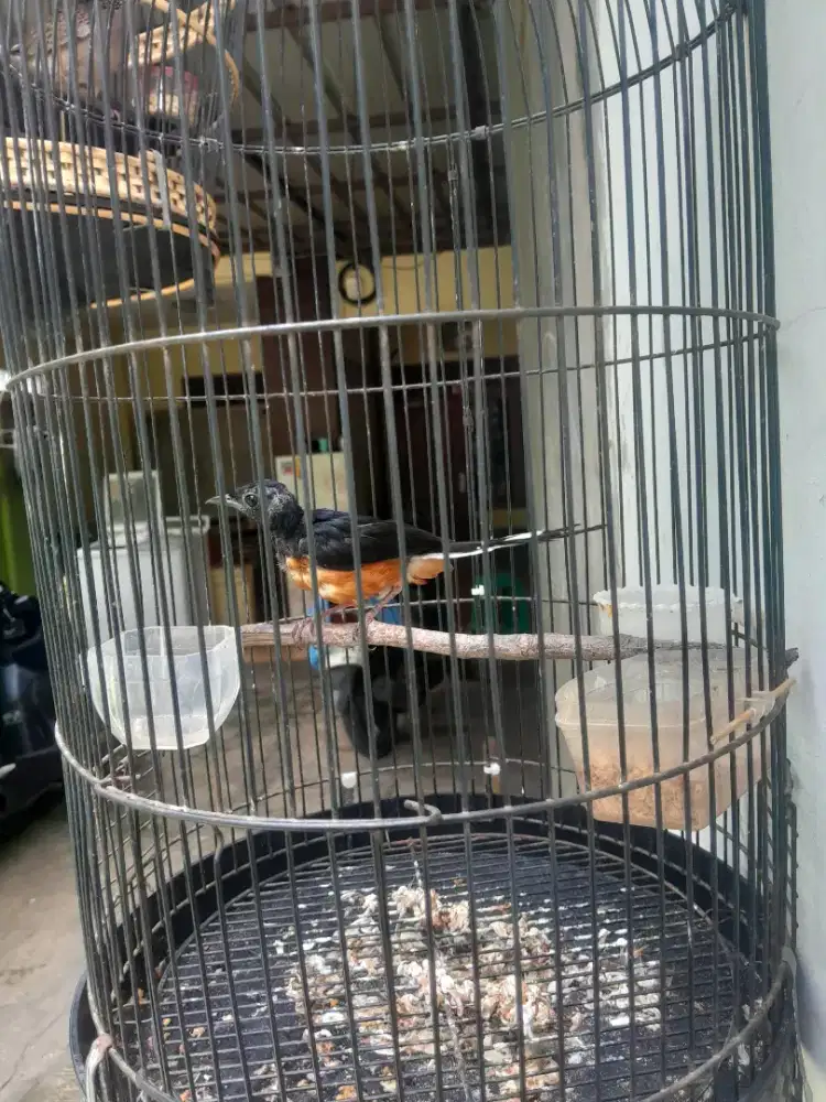 Murai batu Bordan,kondisi mabung
