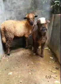 sepasang anakan domba merino 4 bulan motif unik p4nd4 belang exotik ok