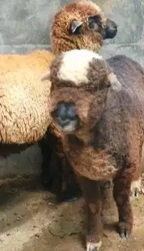 sepasang anakan domba merino motif unik p4nd4 exotik 4 bulanan manteb