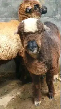 sepasang anakan domba merino 4 bulanan exotik motif p4nd4 langka unik