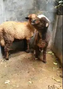 sepasang anakan cempe domba merino motif p4nd4 belang hitam putih unik