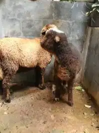 sepasang anakan domba merino 4 bulanan motif p4nd4 belang hitam putih