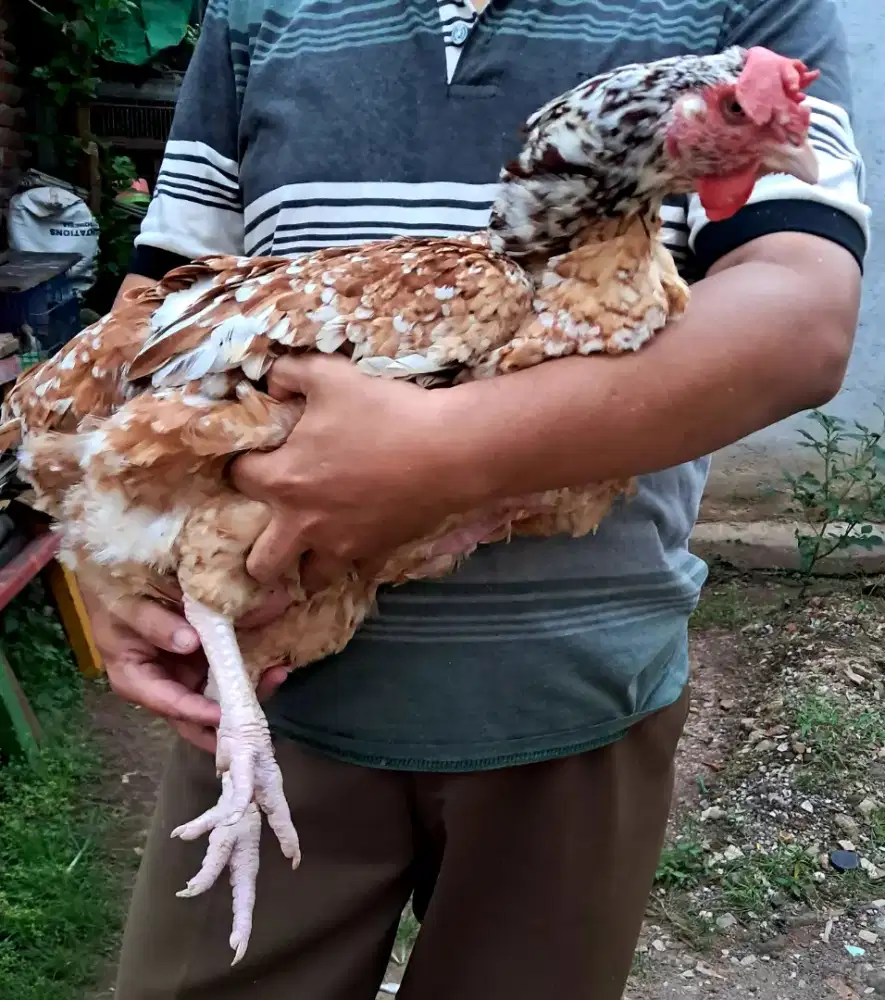 Ayam Biang Pelung Ukuran Jumbo Jumbo harga (NEGOO)