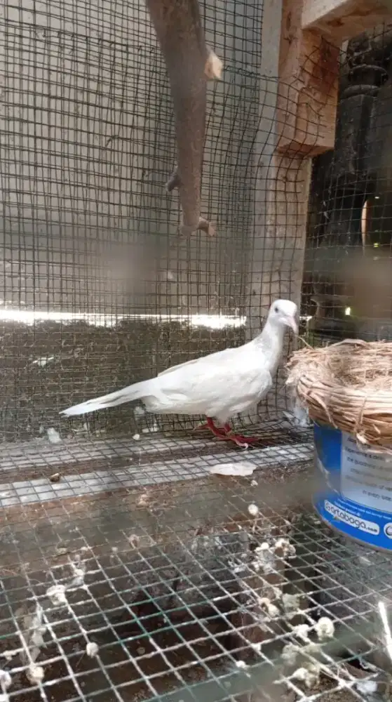Burung derkuku sinom creamino mata merah Betina dewasa