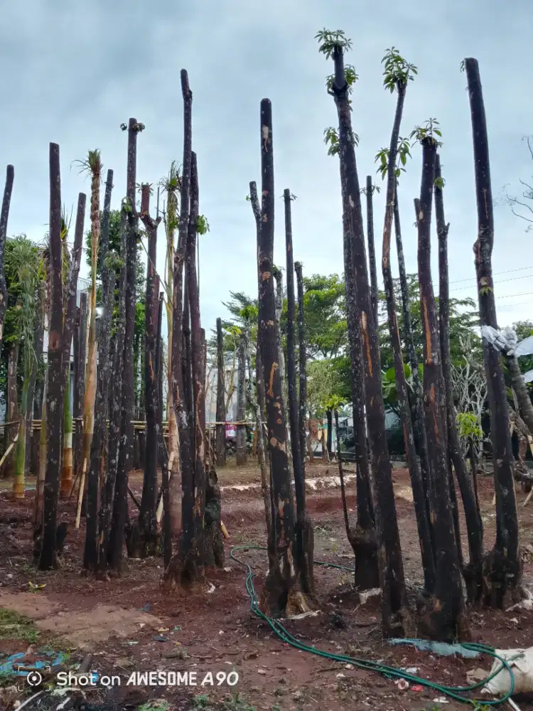 Pohon pule gruping
