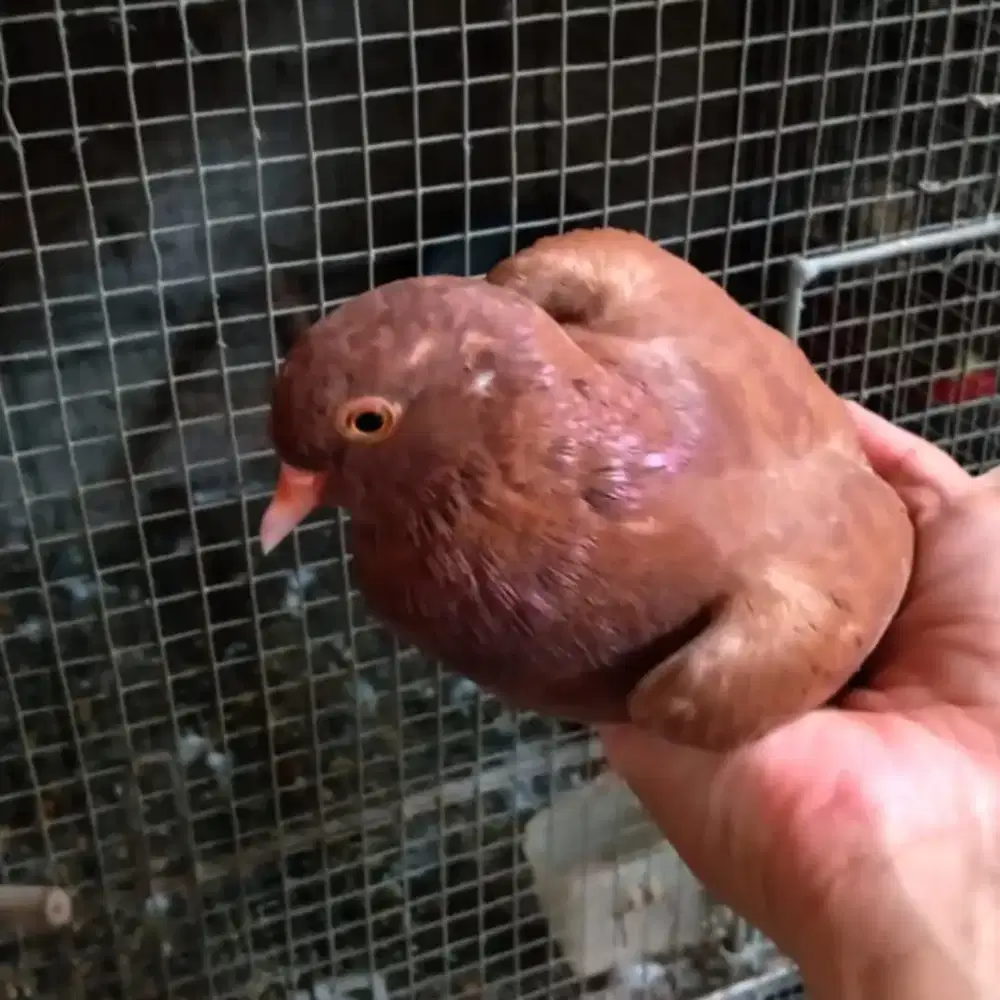 Burung merpati umur sekitar 5 - 6 bulan
