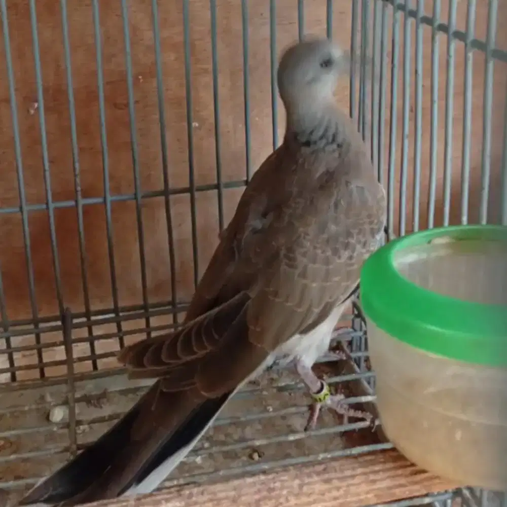 Burung derkuku sinom trah putih, umur muda