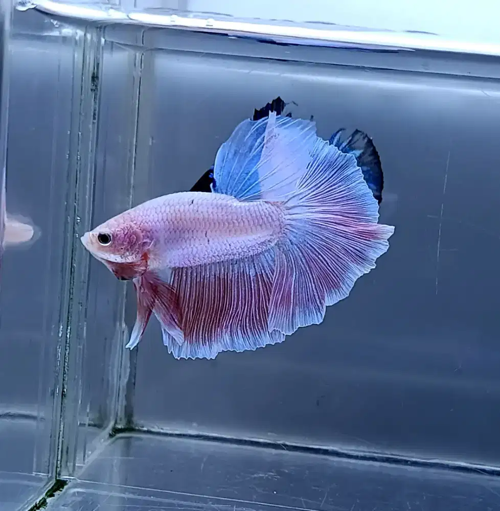 ikan cupang halfmoon pink