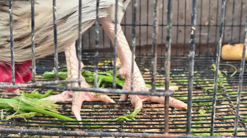 Ayam jago indukan ayam bangkok